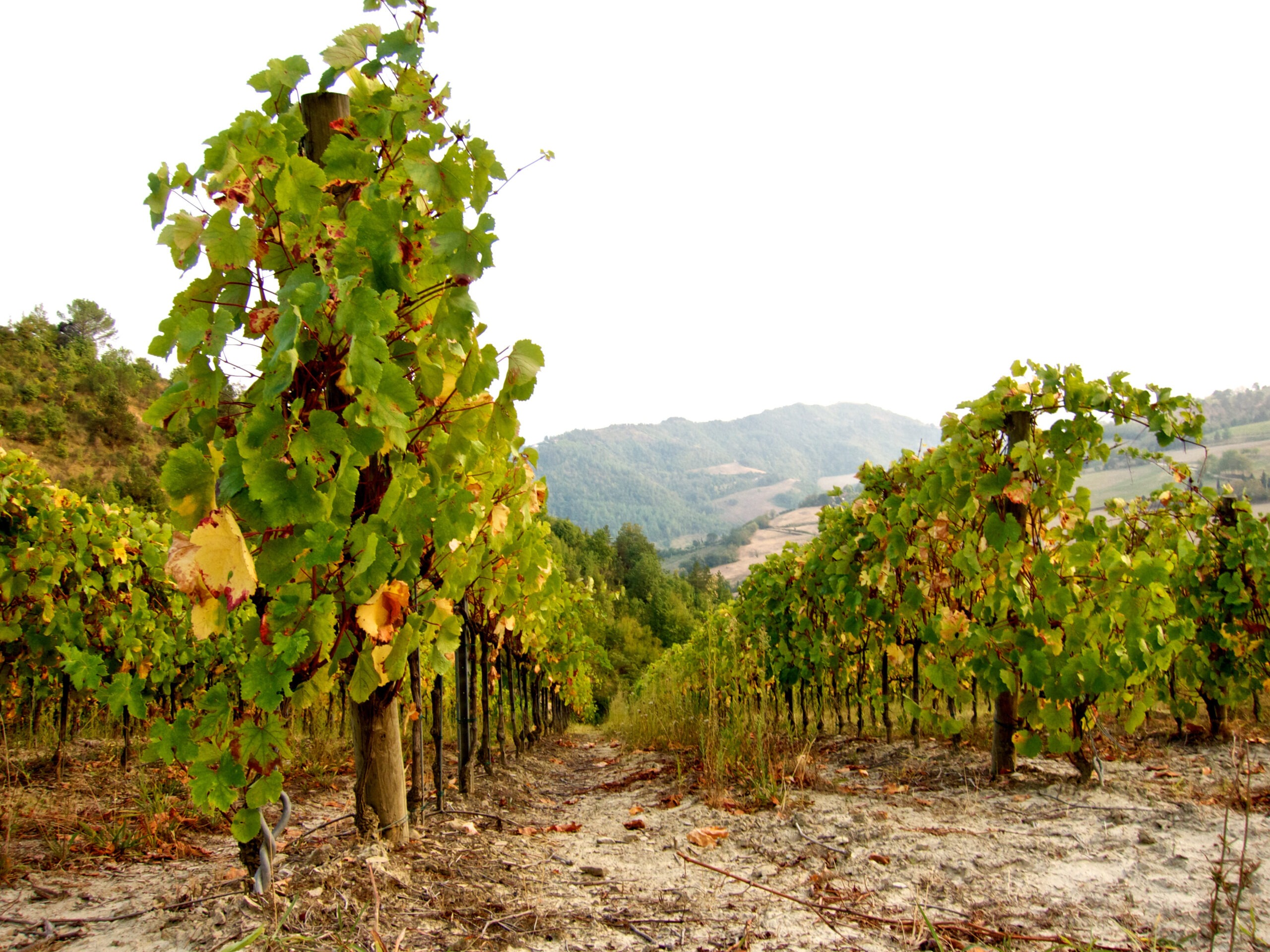 BALìA_DI_ZOLA-vineyard_03